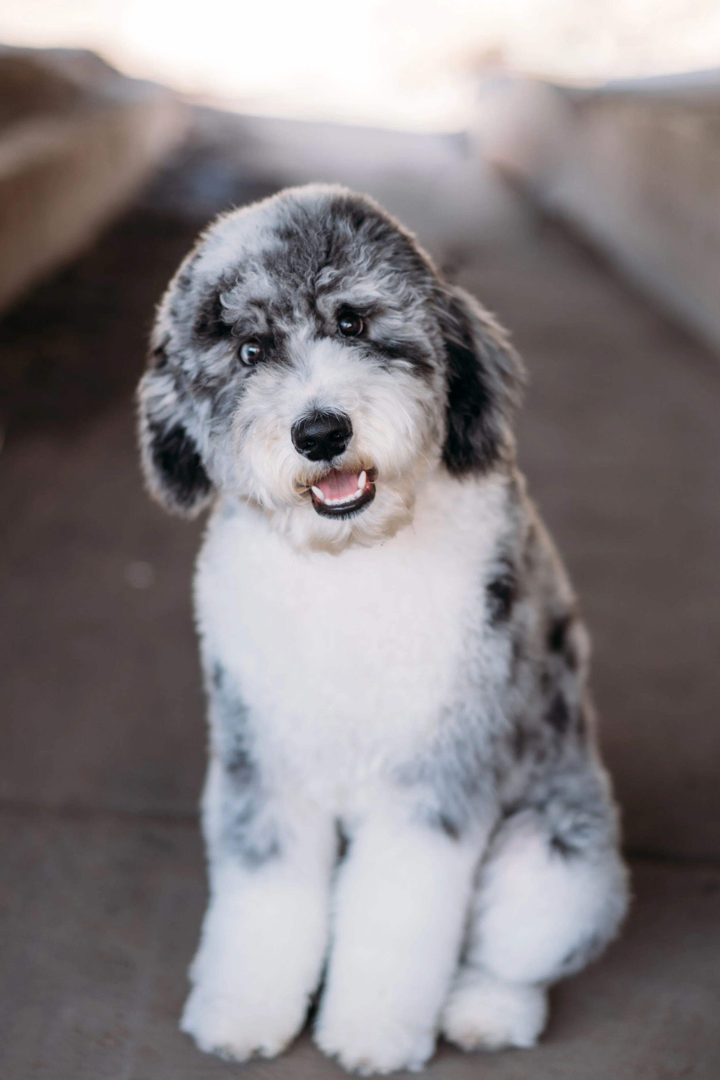 Moyen sheepadoodle for deals sale